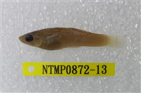 藏品(大肚魚)的圖片